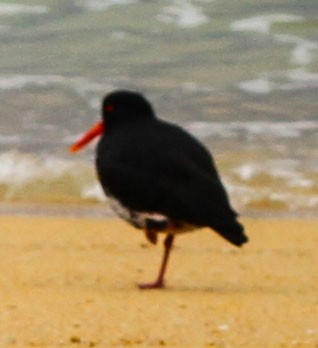 ニュージーランドミヤコドリ - ML633428598