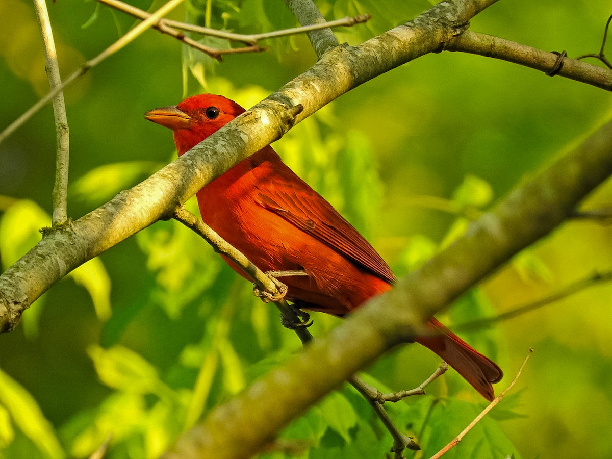 Summer Tanager - ML633428749