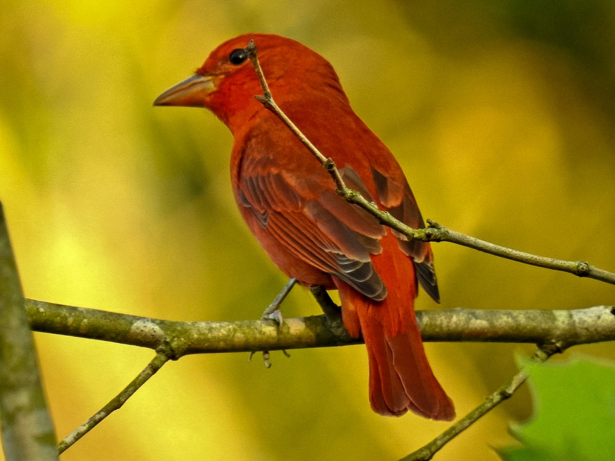 Summer Tanager - ML633428750