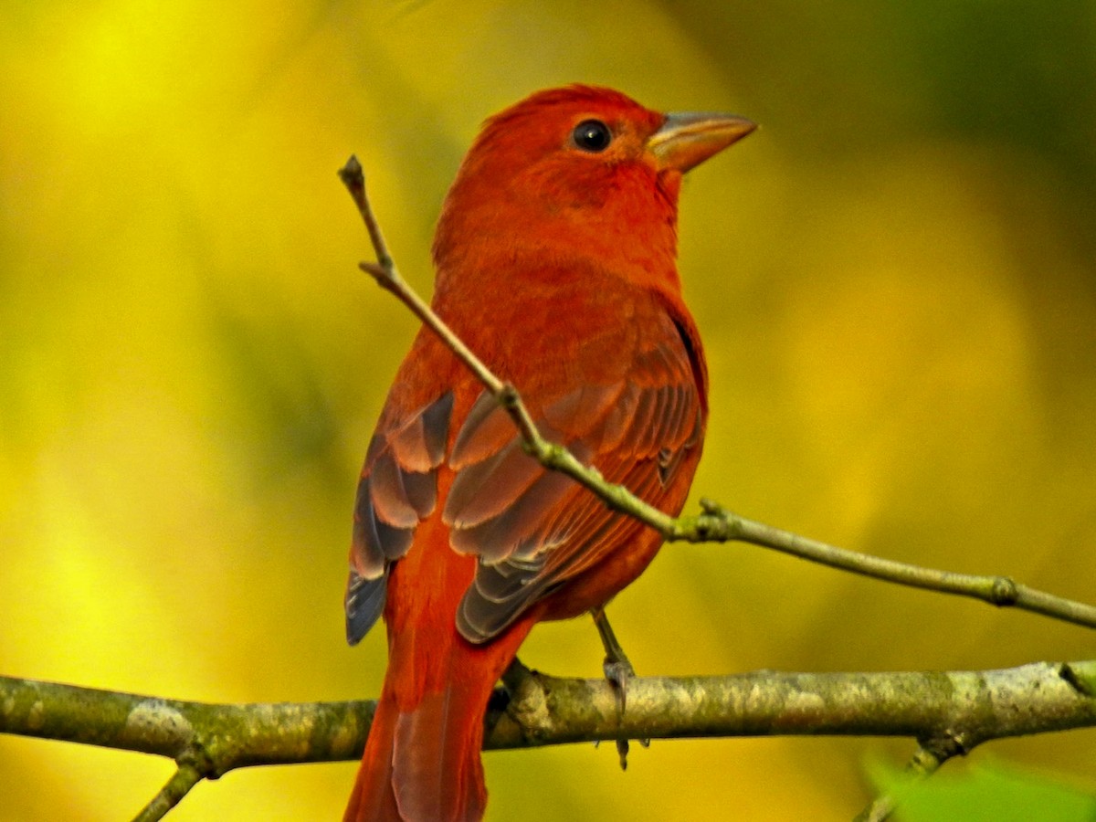 Summer Tanager - ML633428751