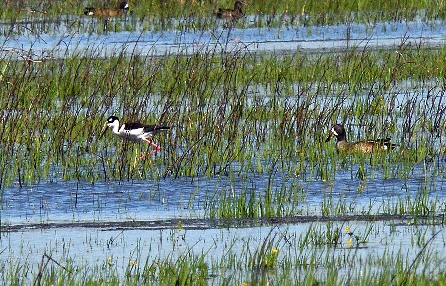Black-necked Stilt - ML633428771