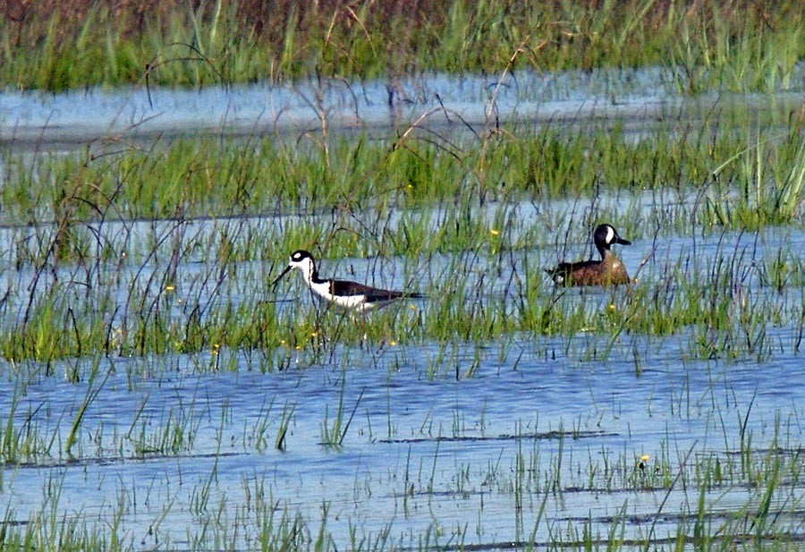 Black-necked Stilt - ML633428780