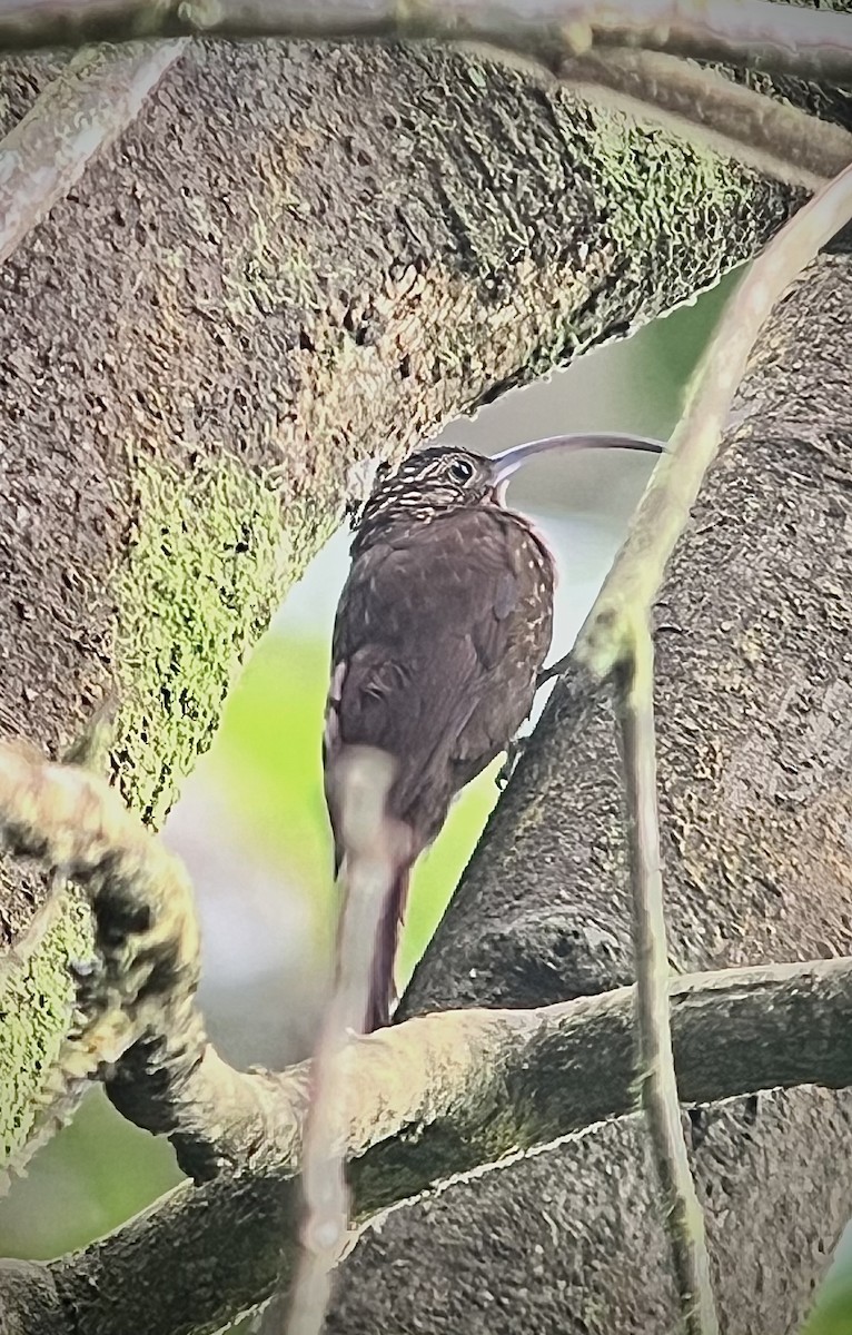 Brown-billed Scythebill - ML633428944