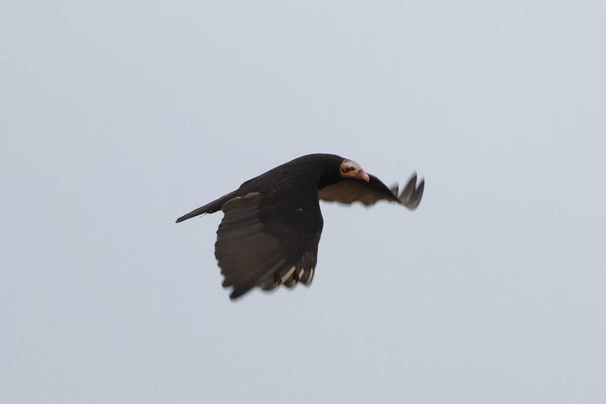 Lesser Yellow-headed Vulture - Colin Howells