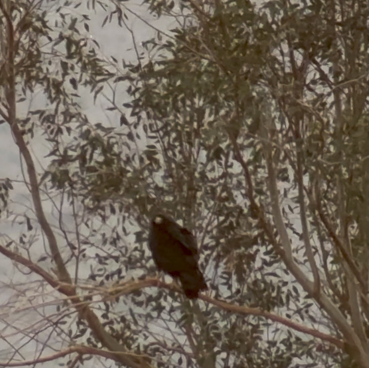 Zone-tailed Hawk - ML633429091