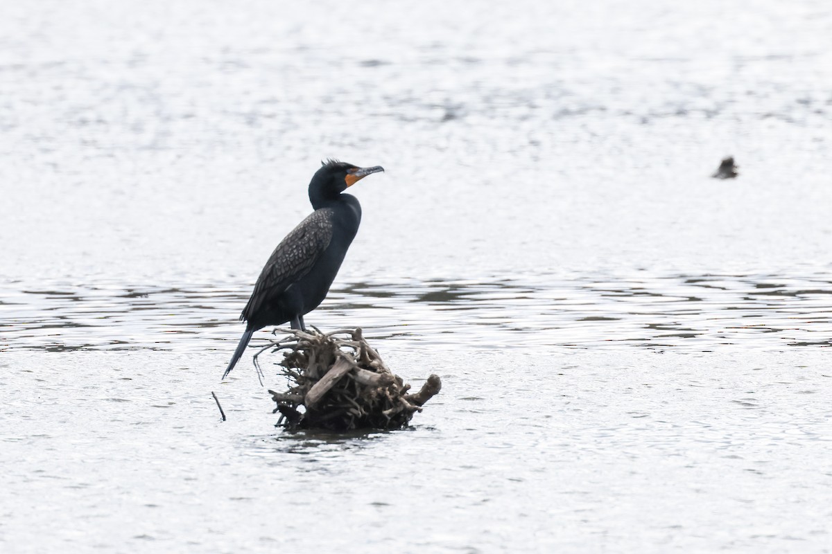Double-crested Cormorant - ML633429229