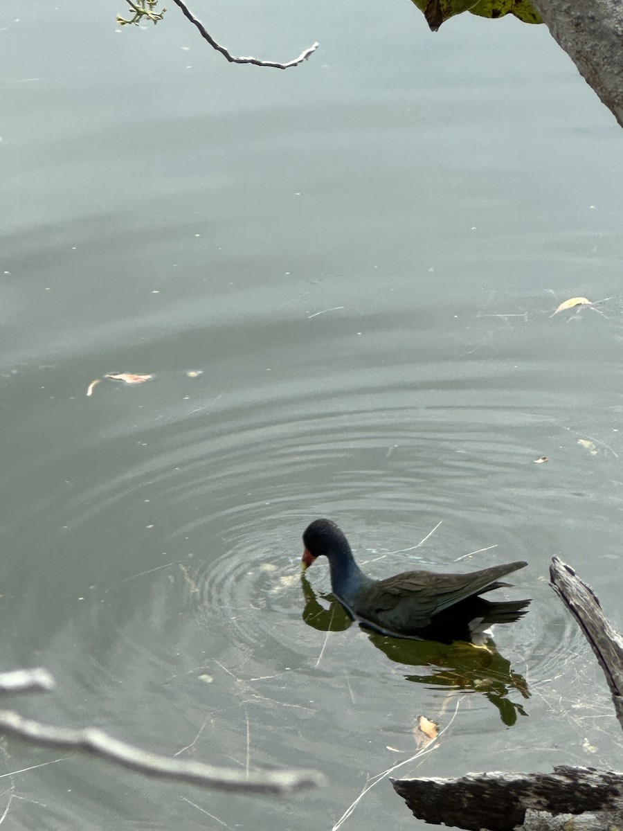 slípka žlutonohá - ML633429429