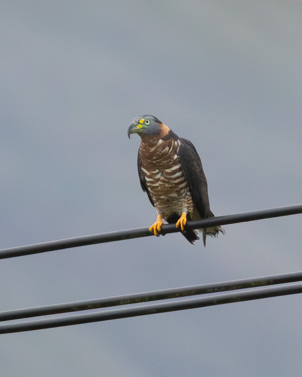 Hook-billed Kite (Hook-billed) - ML633429508