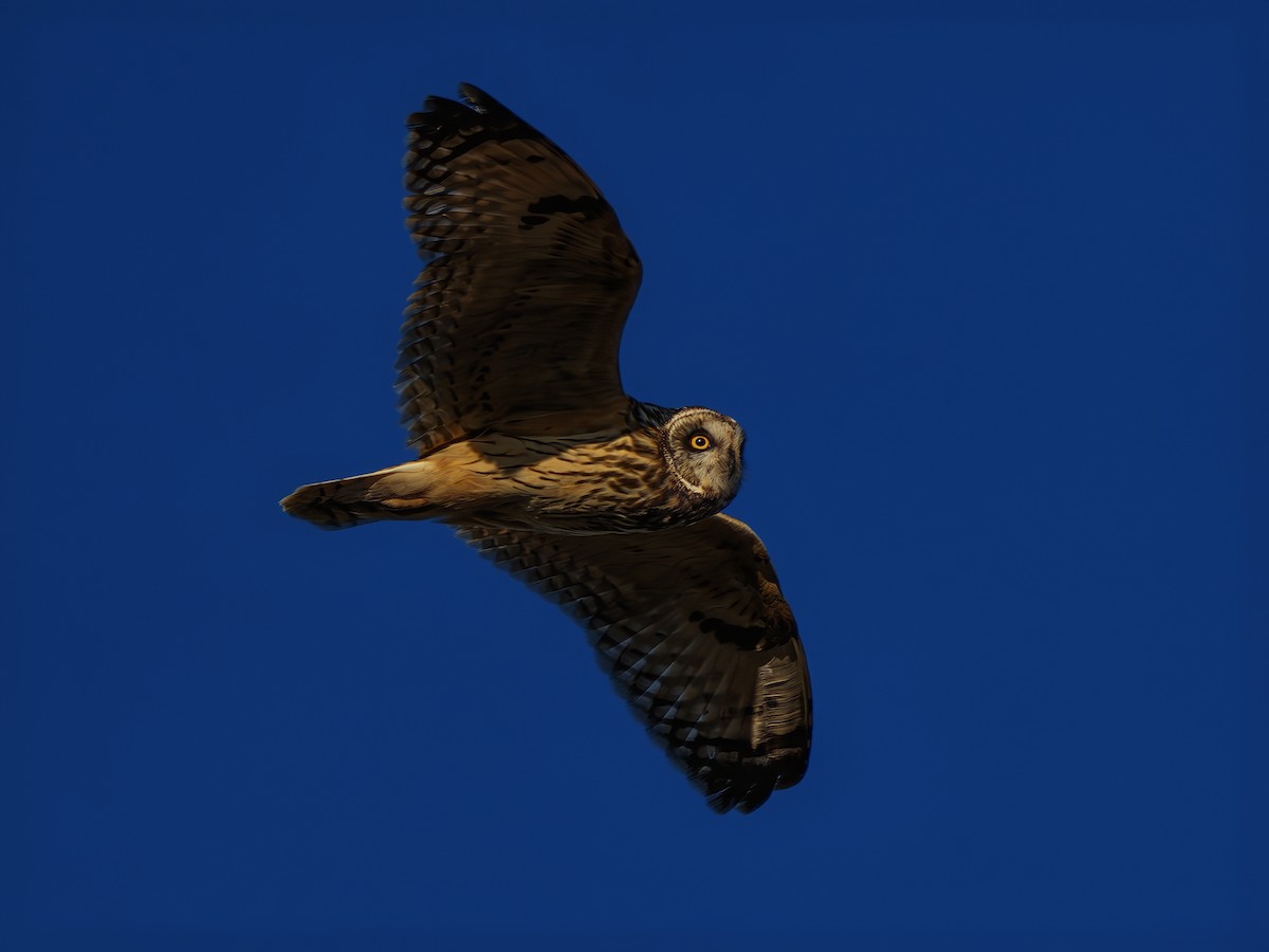 Short-eared Owl - ML633429595