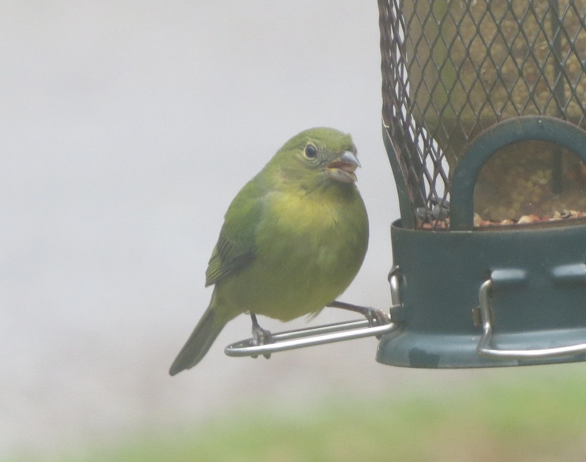 Painted Bunting - ML633429839