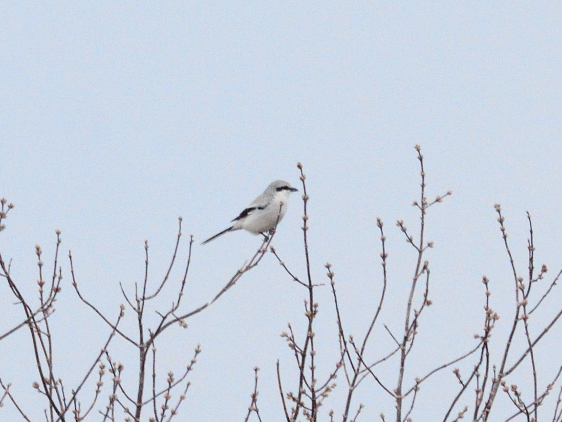 Great Gray Shrike (Great Gray) - ML633429900