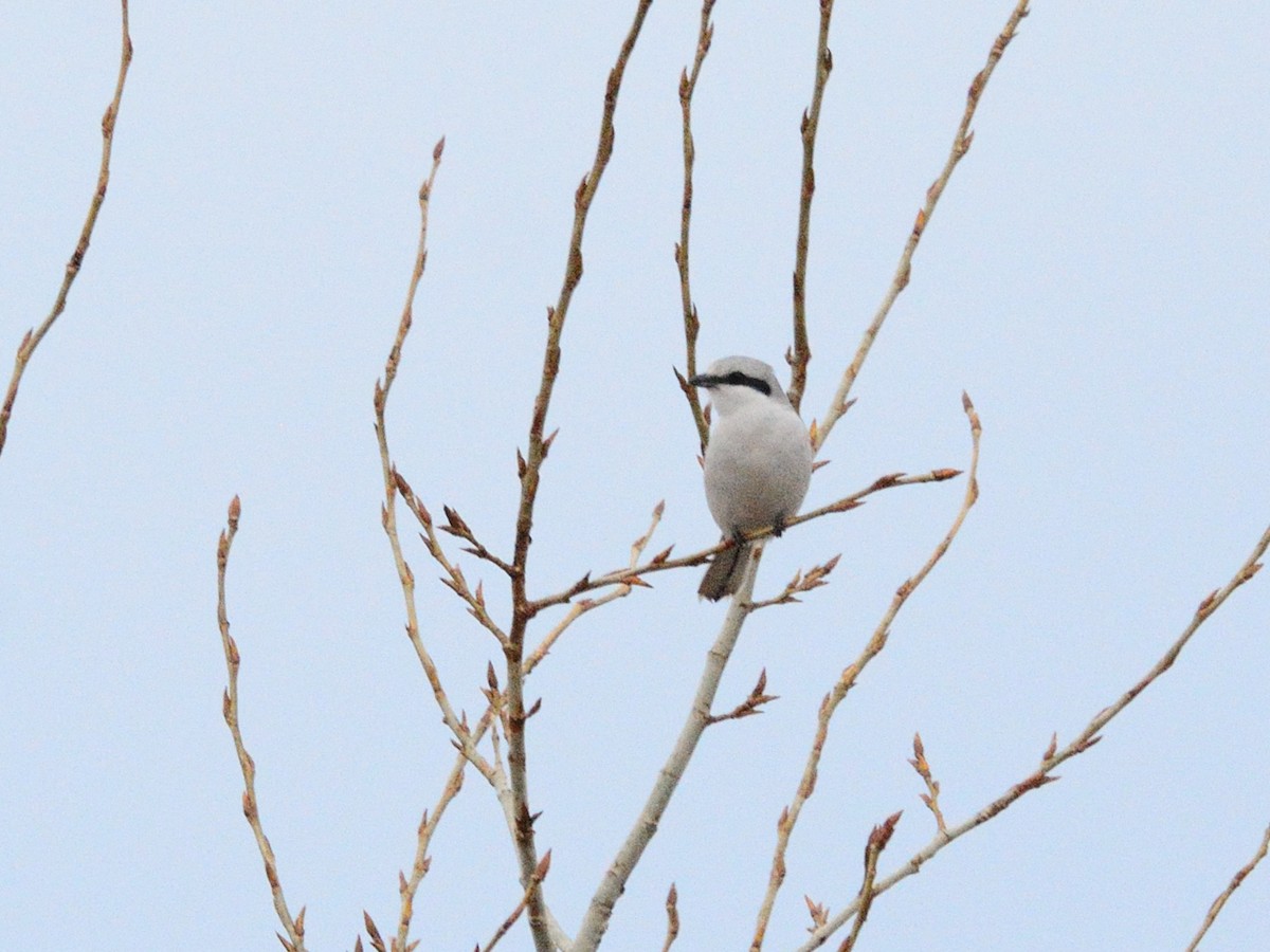 Great Gray Shrike (Great Gray) - ML633429901
