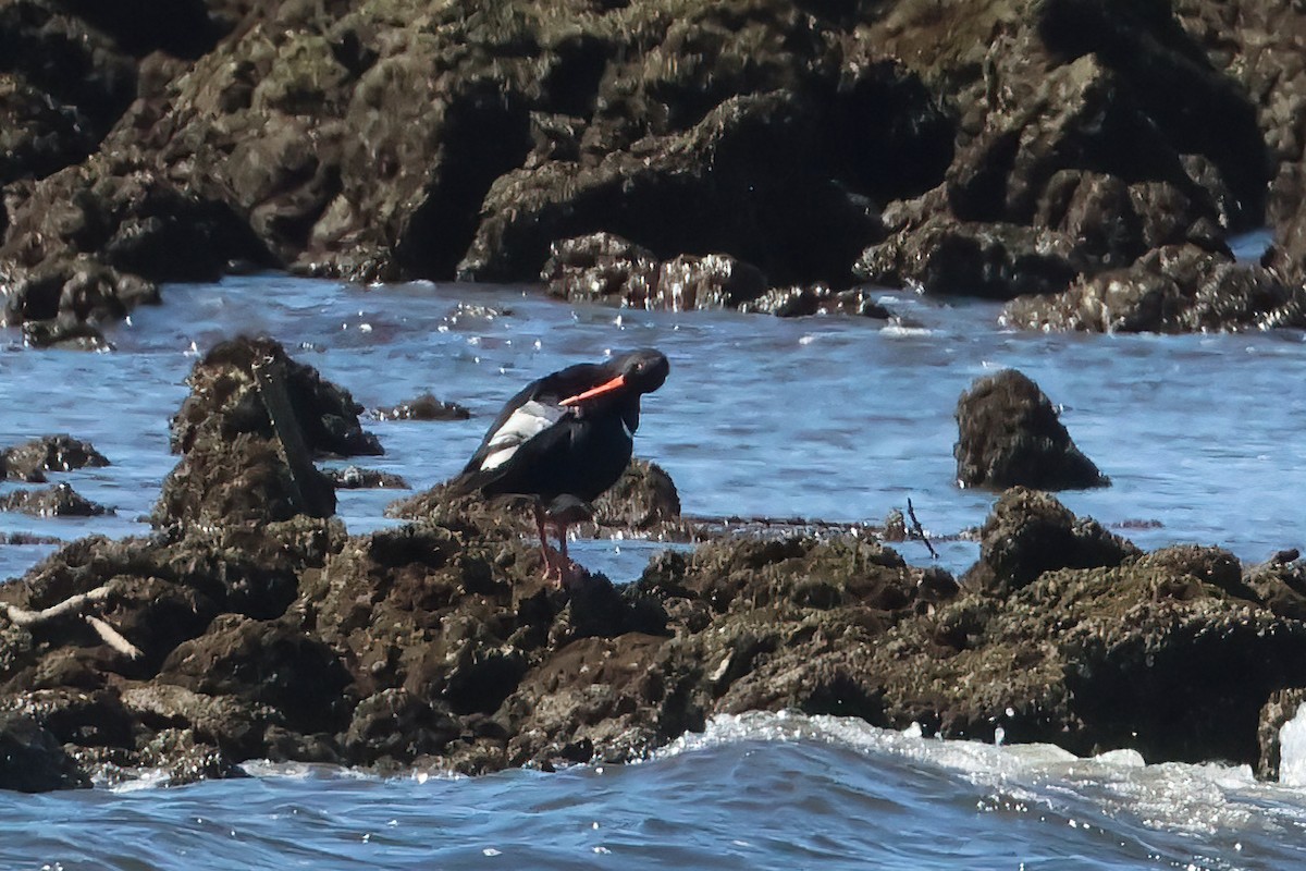 Pied Oystercatcher - ML633429906