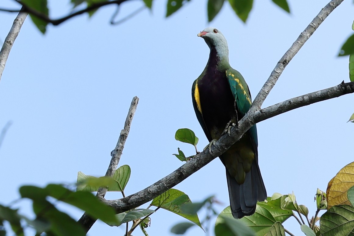 Wompoo Fruit-Dove - ML633430220