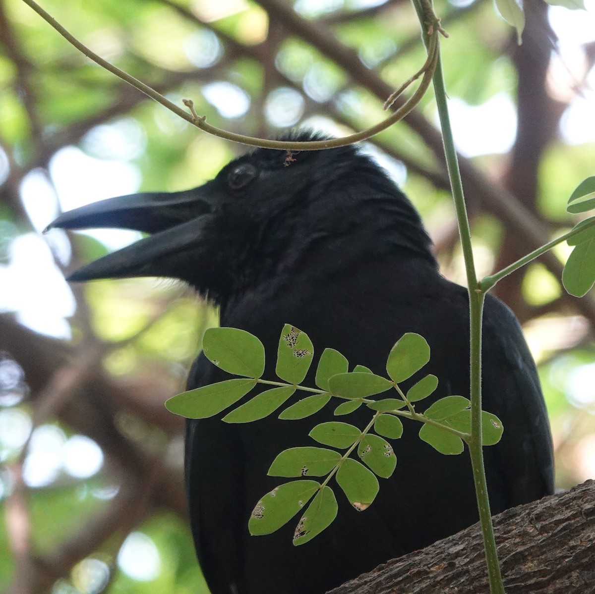 Large-billed Crow - ML633430326