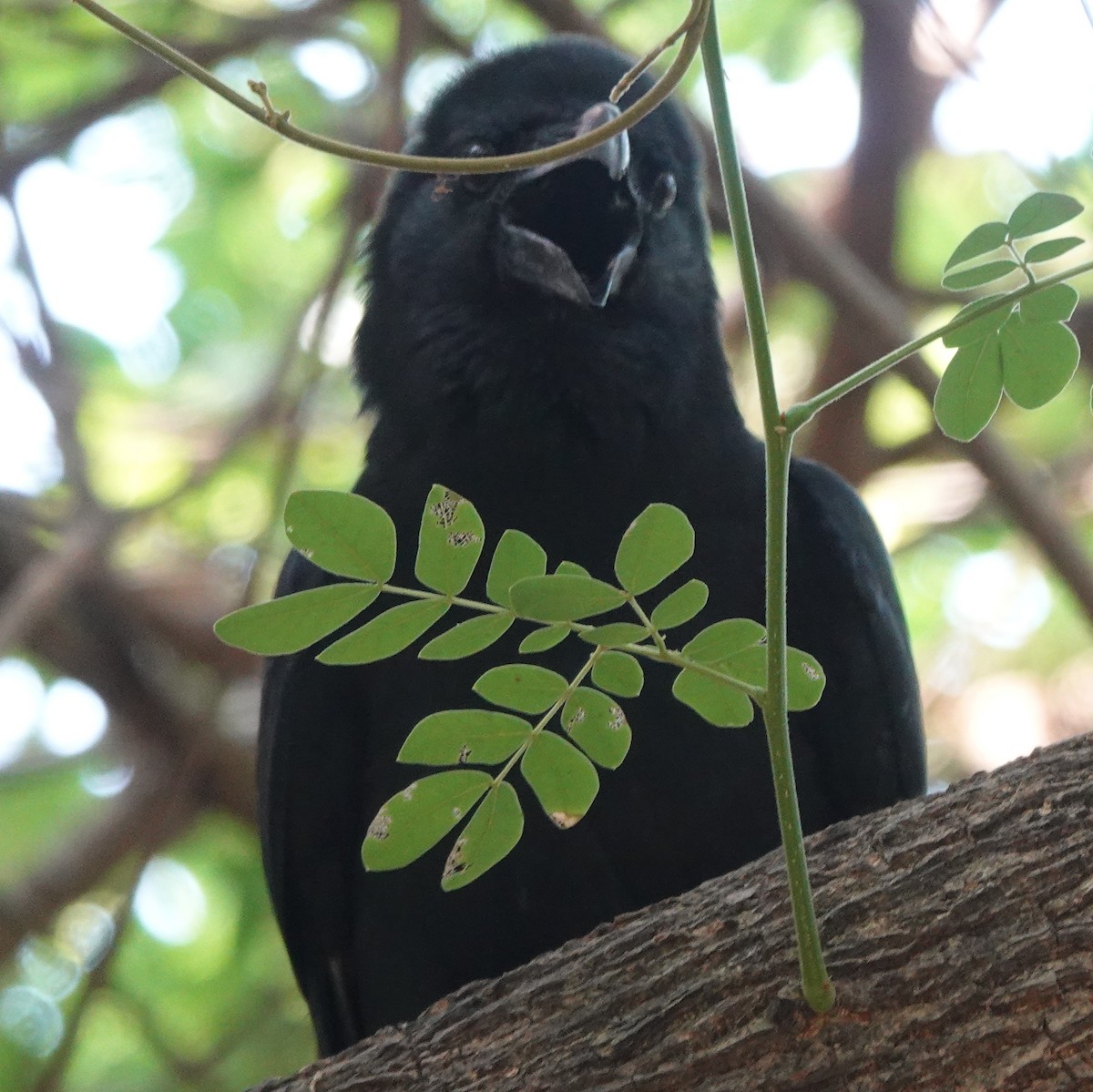 Large-billed Crow - ML633430327