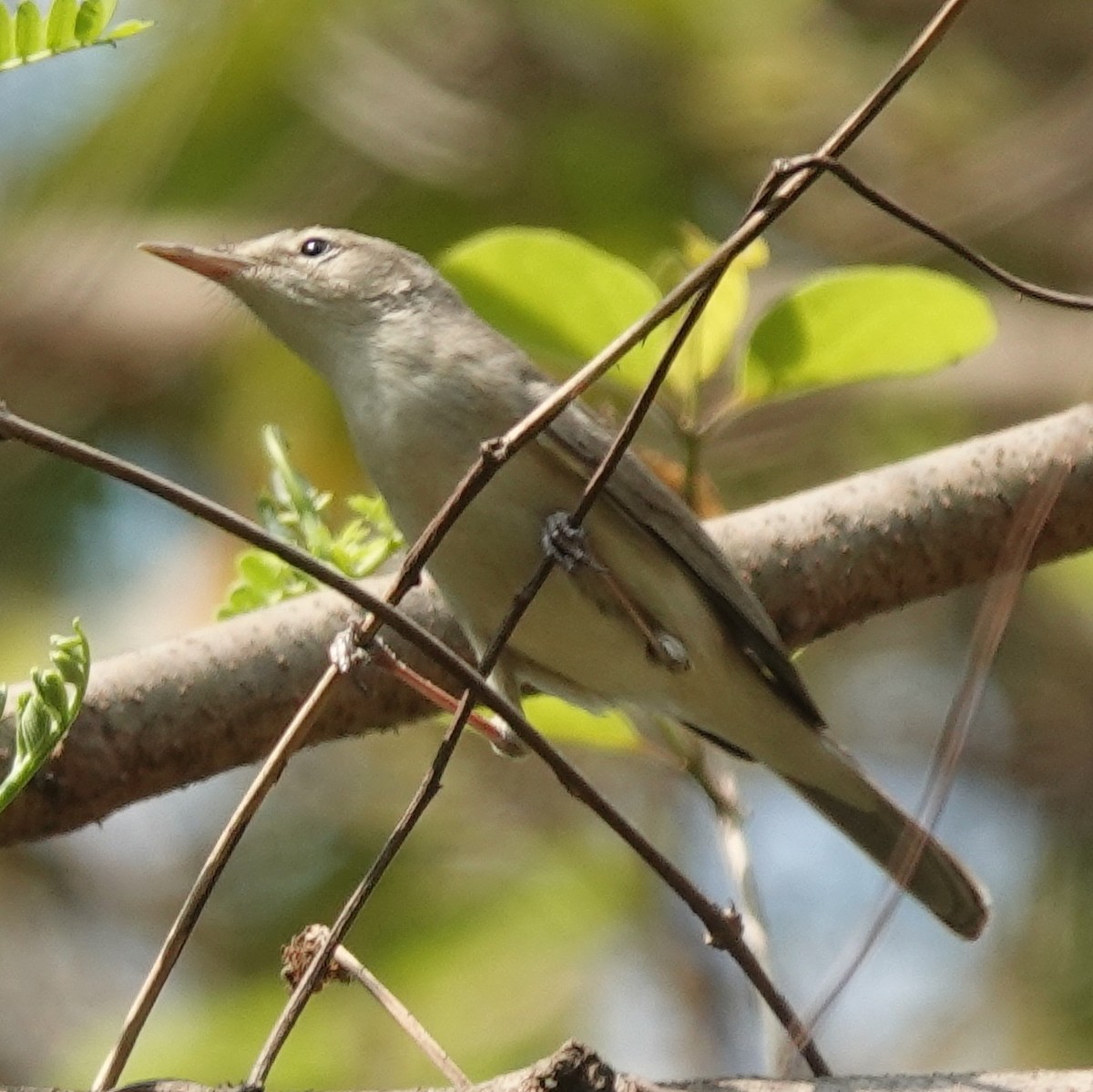 Sykes's Warbler - ML633430335