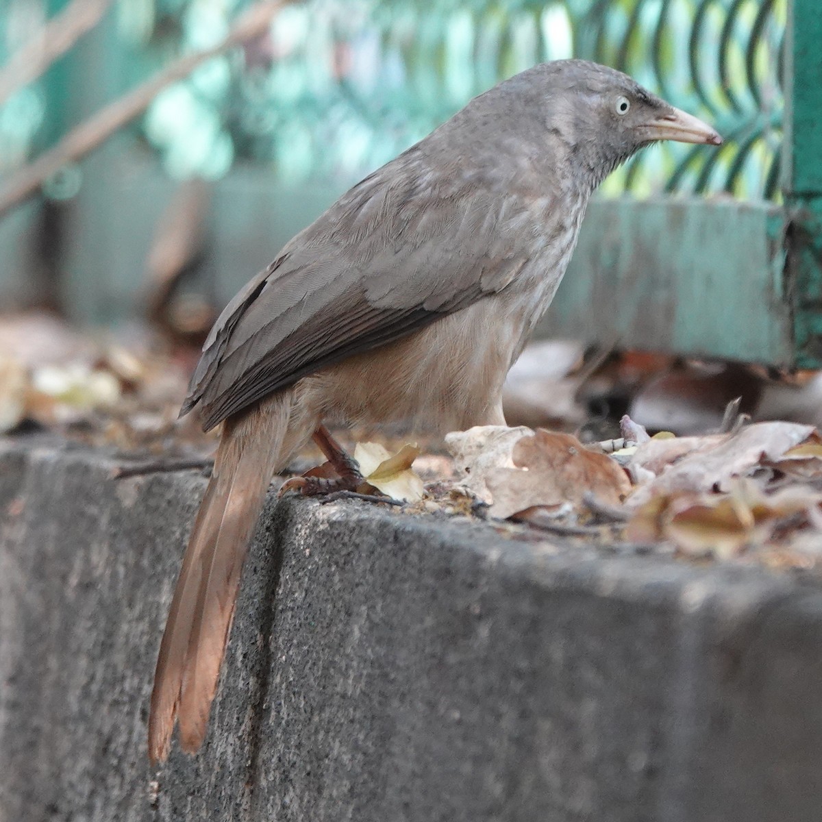 Jungle Babbler - ML633430340