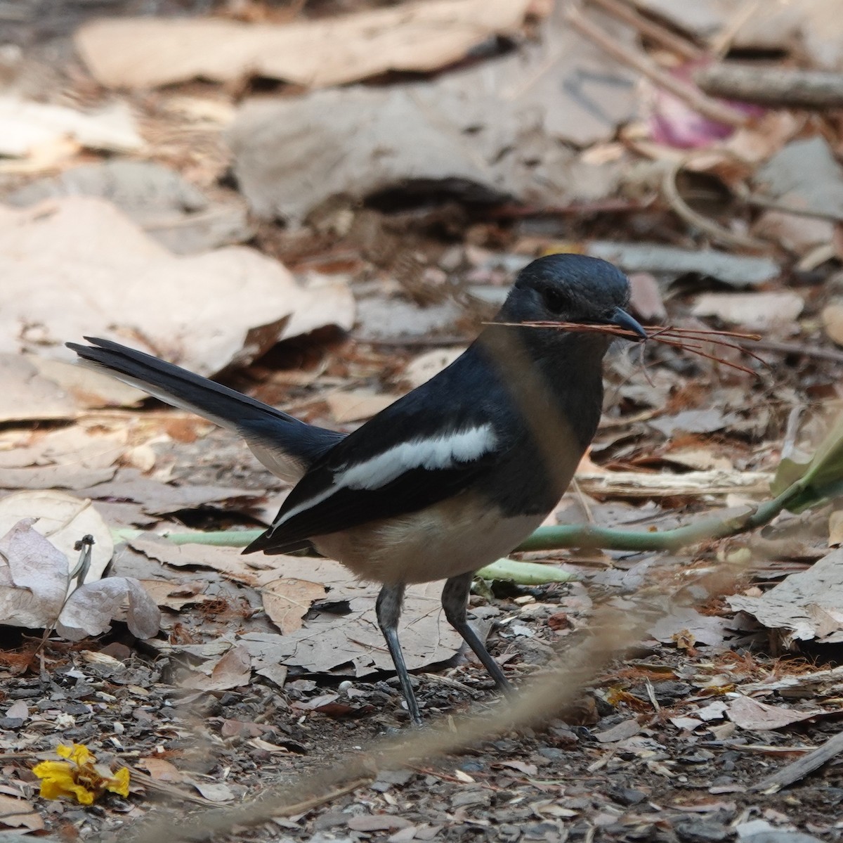 Oriental Magpie-Robin - ML633430351