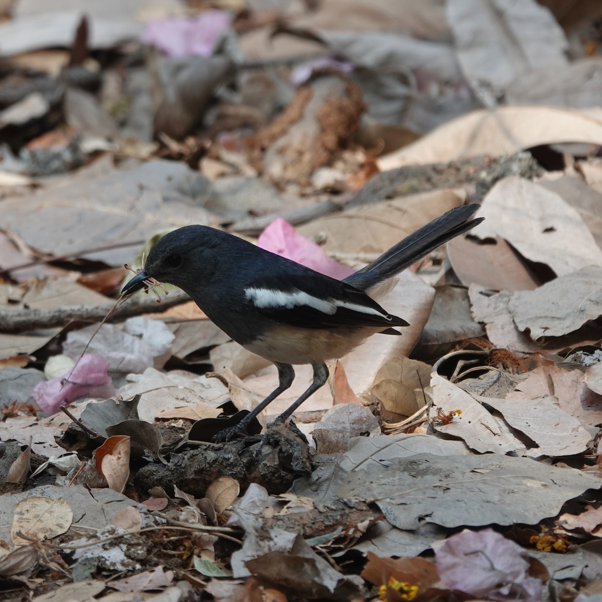Oriental Magpie-Robin - ML633430352