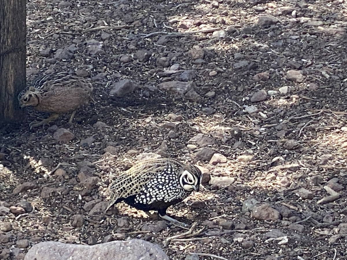 Montezuma Quail - ML633430378