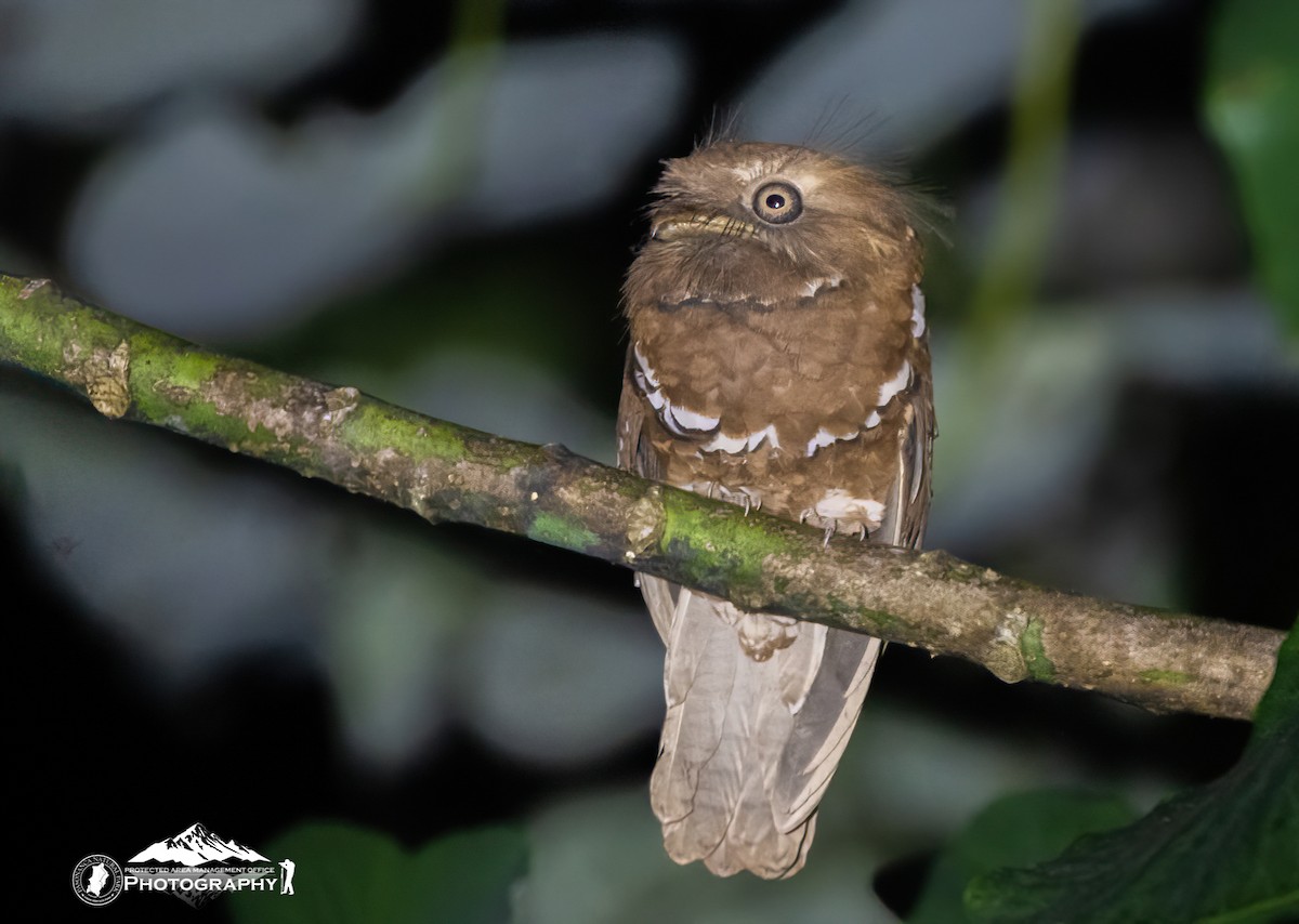 Philippine Frogmouth - ML633430540