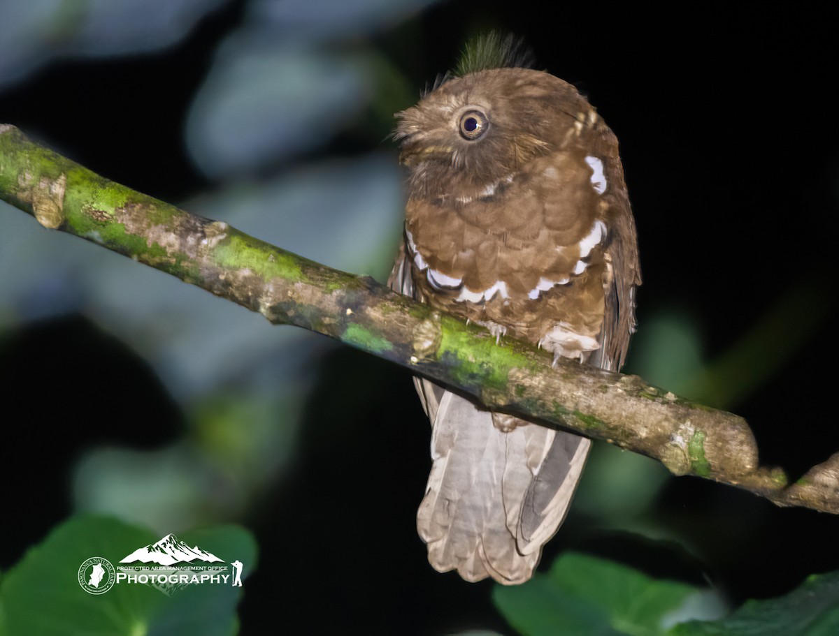 Philippine Frogmouth - ML633430542
