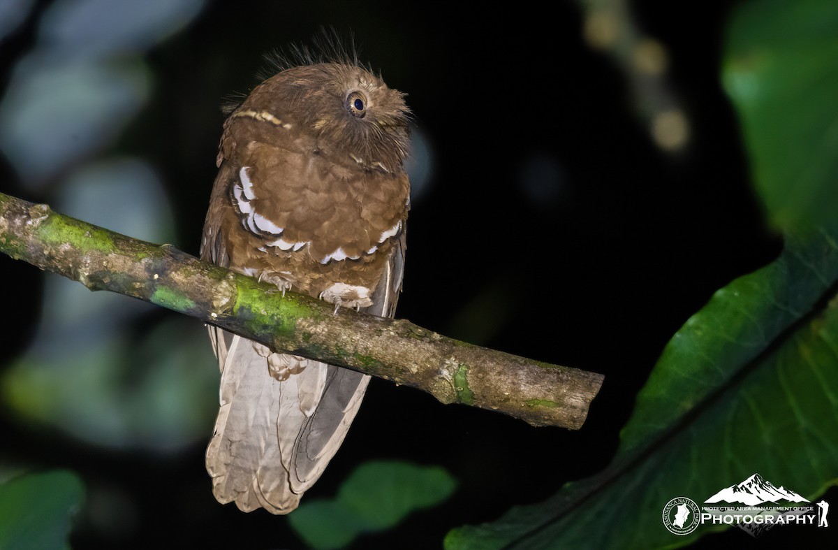 Philippine Frogmouth - ML633430544