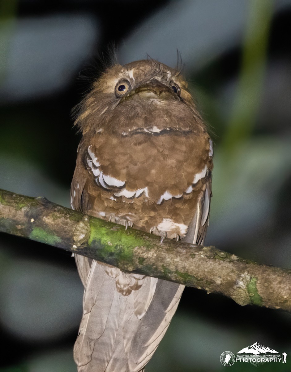 Philippine Frogmouth - ML633430545