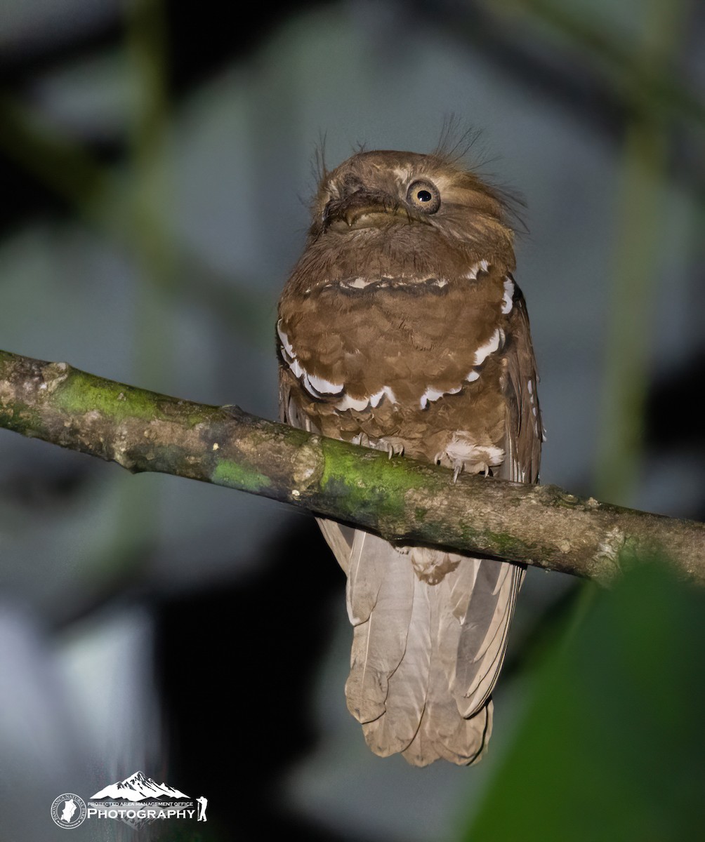 Philippine Frogmouth - ML633430546