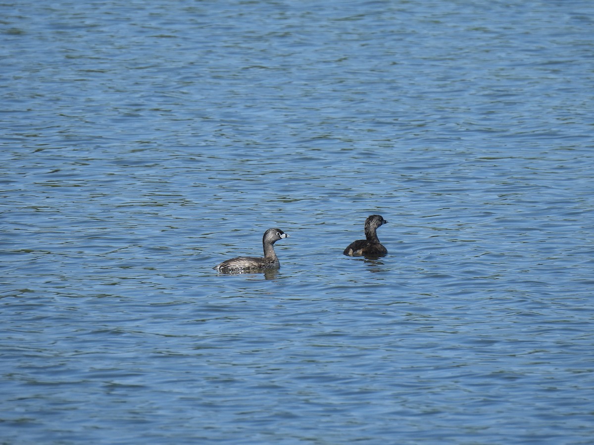 Pied-billed Grebe - ML633430555