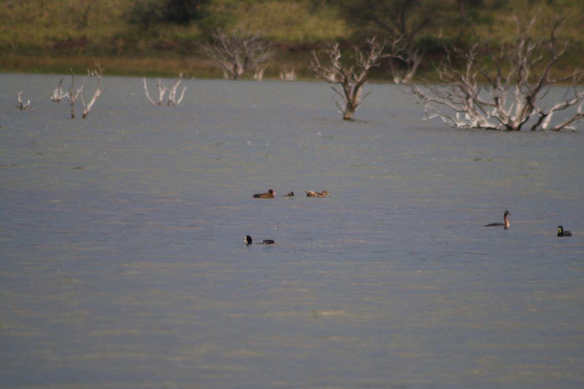 Black-headed Duck - ML633430572