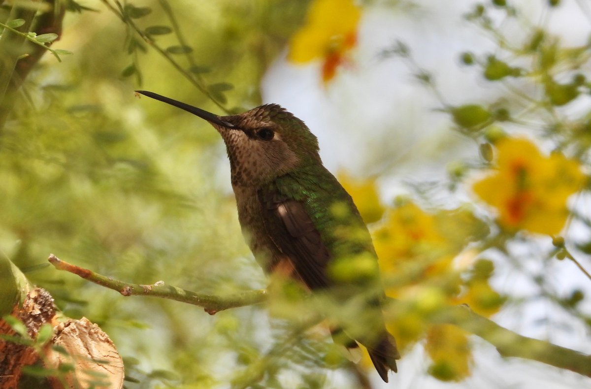 Anna's Hummingbird - ML633430603