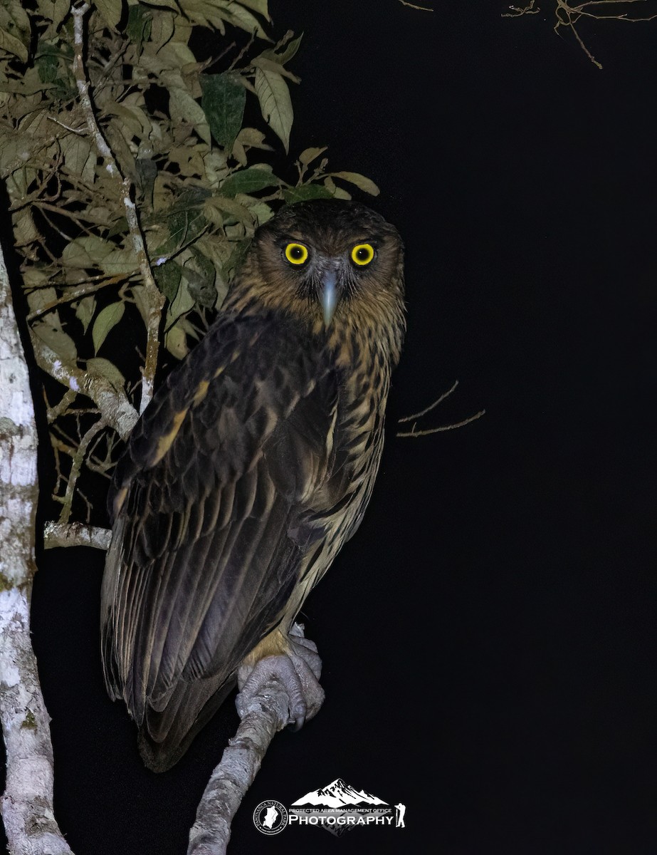 rusthubro - ML633430615