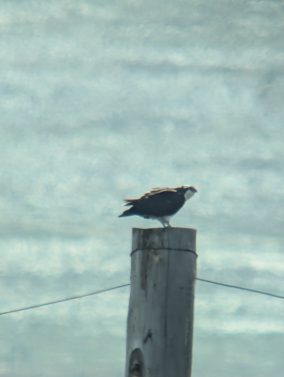 Balbuzard pêcheur - ML633430643