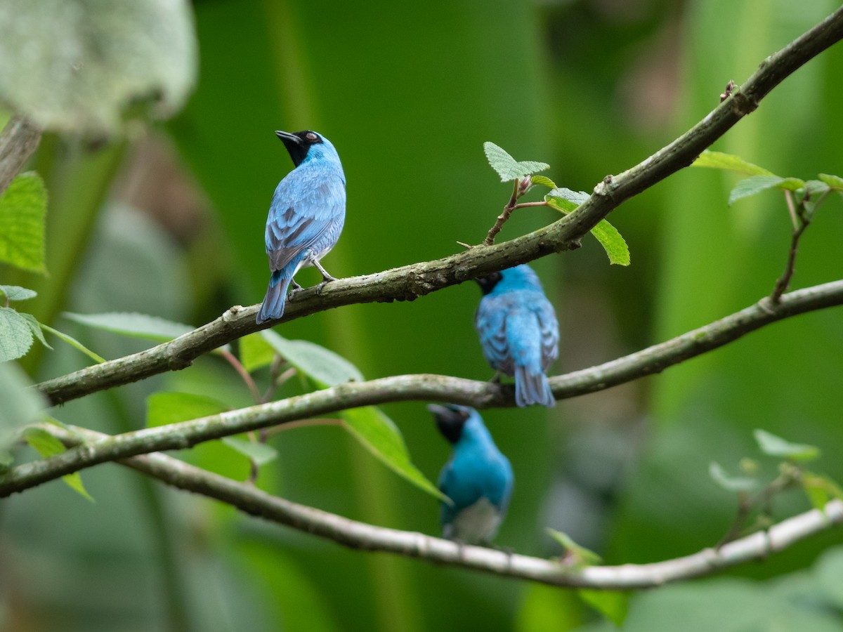 Swallow Tanager - ML633430685