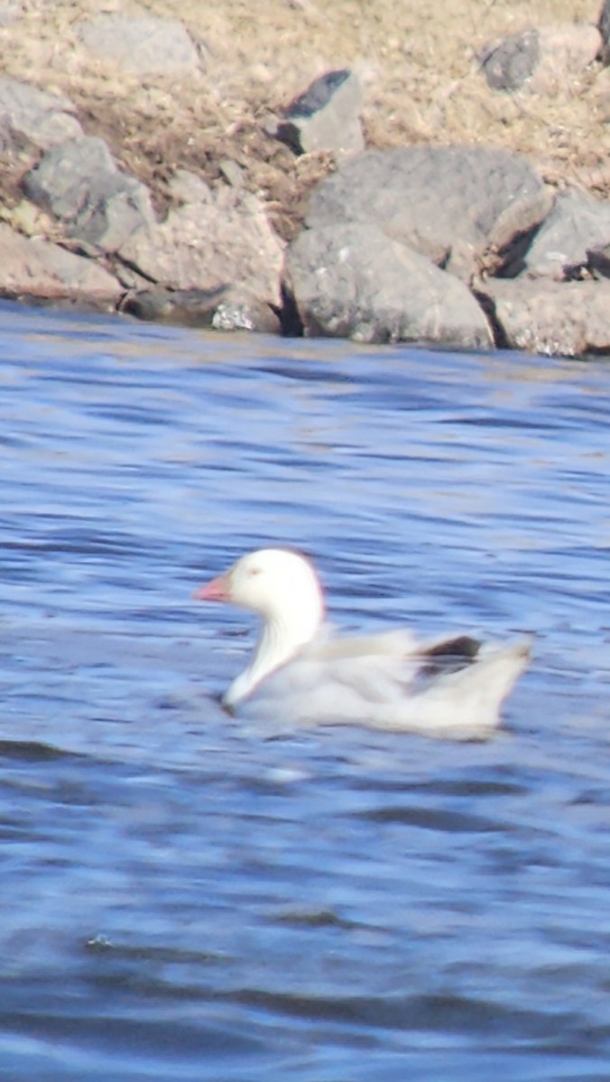 Snow x Ross's Goose (hybrid) - ML633430687