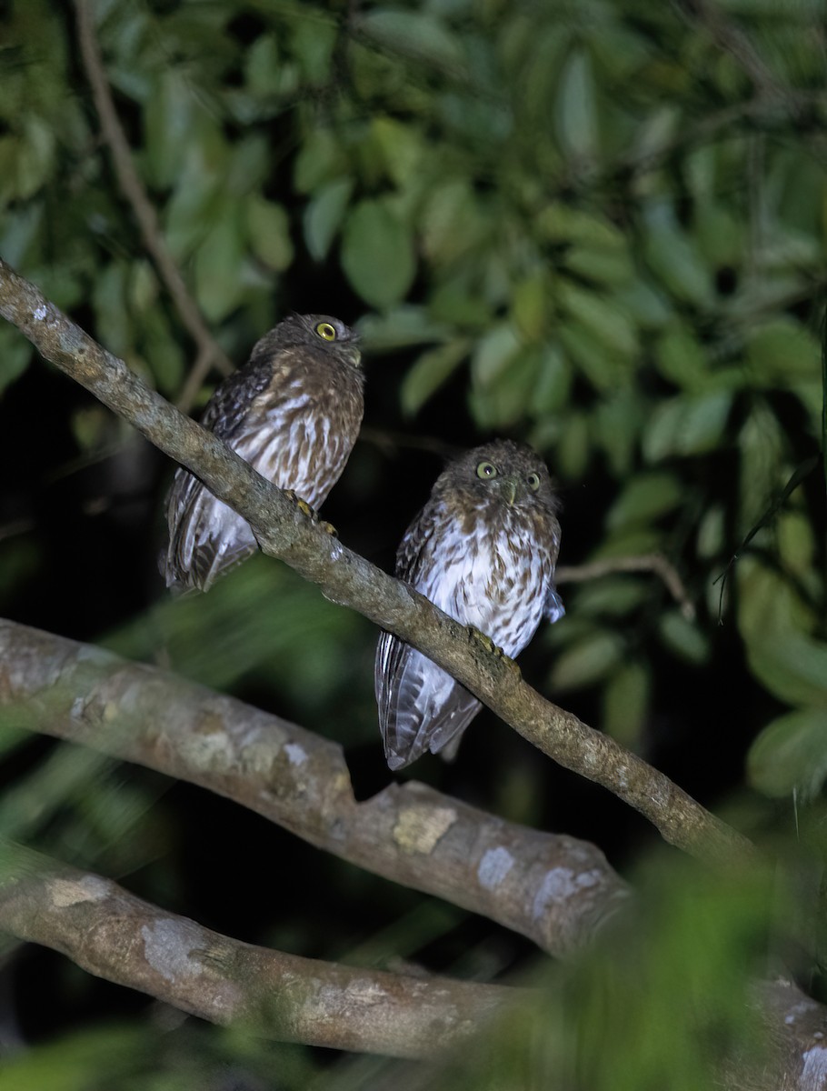 Mindanao Boobook - ML633430719