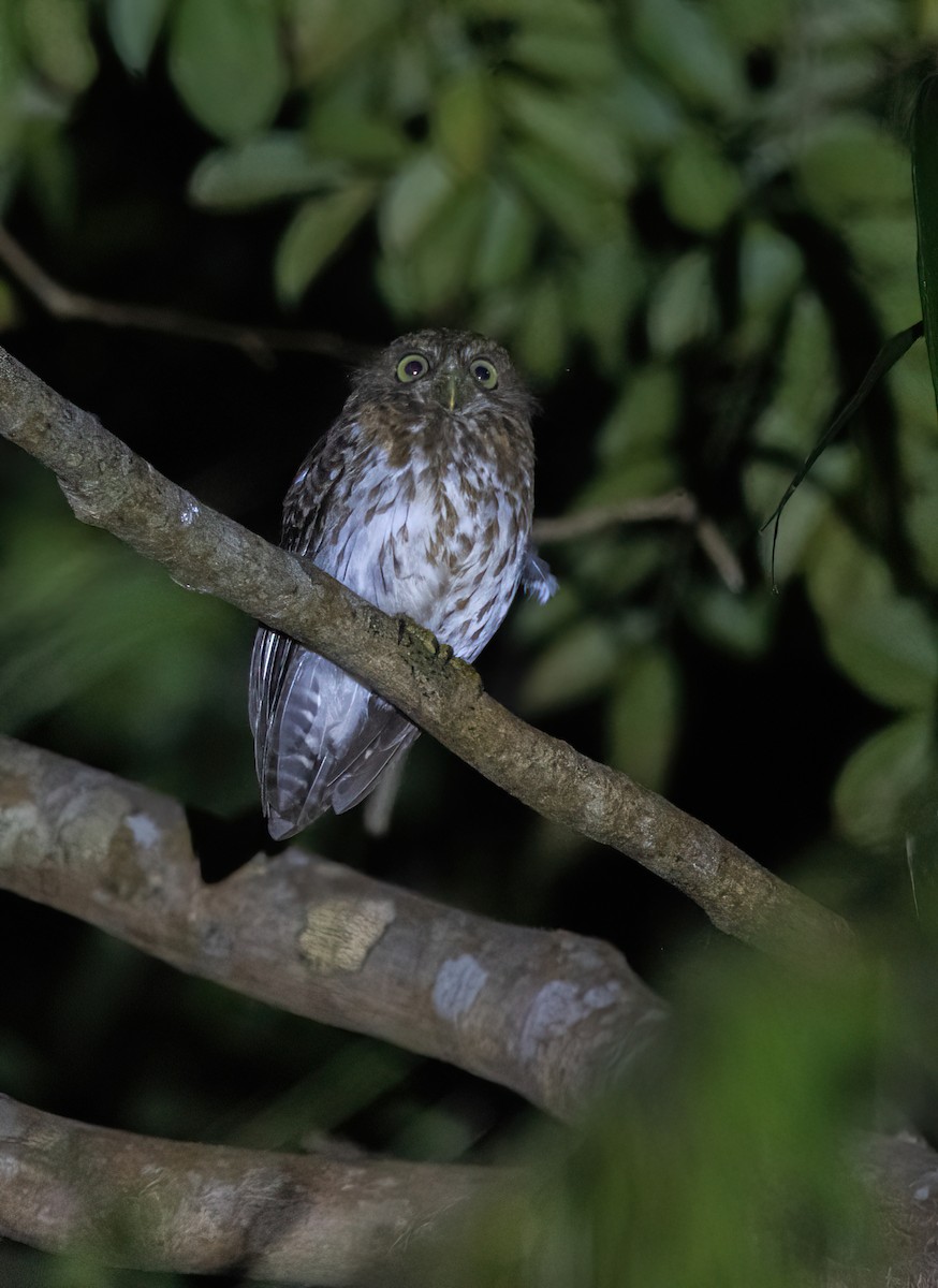 Mindanao Boobook - ML633430720