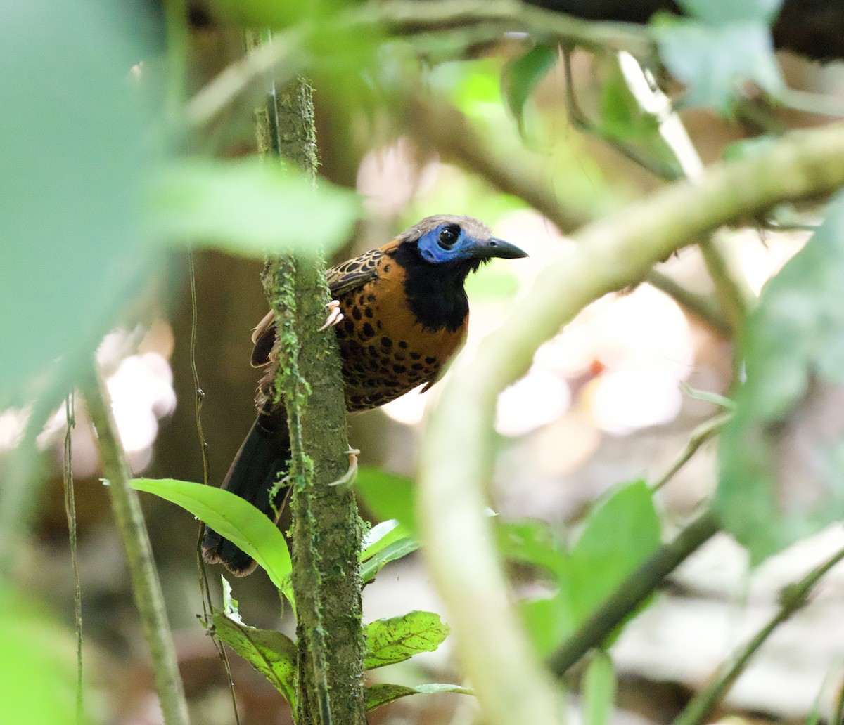 Ocellated Antbird - ML633430854