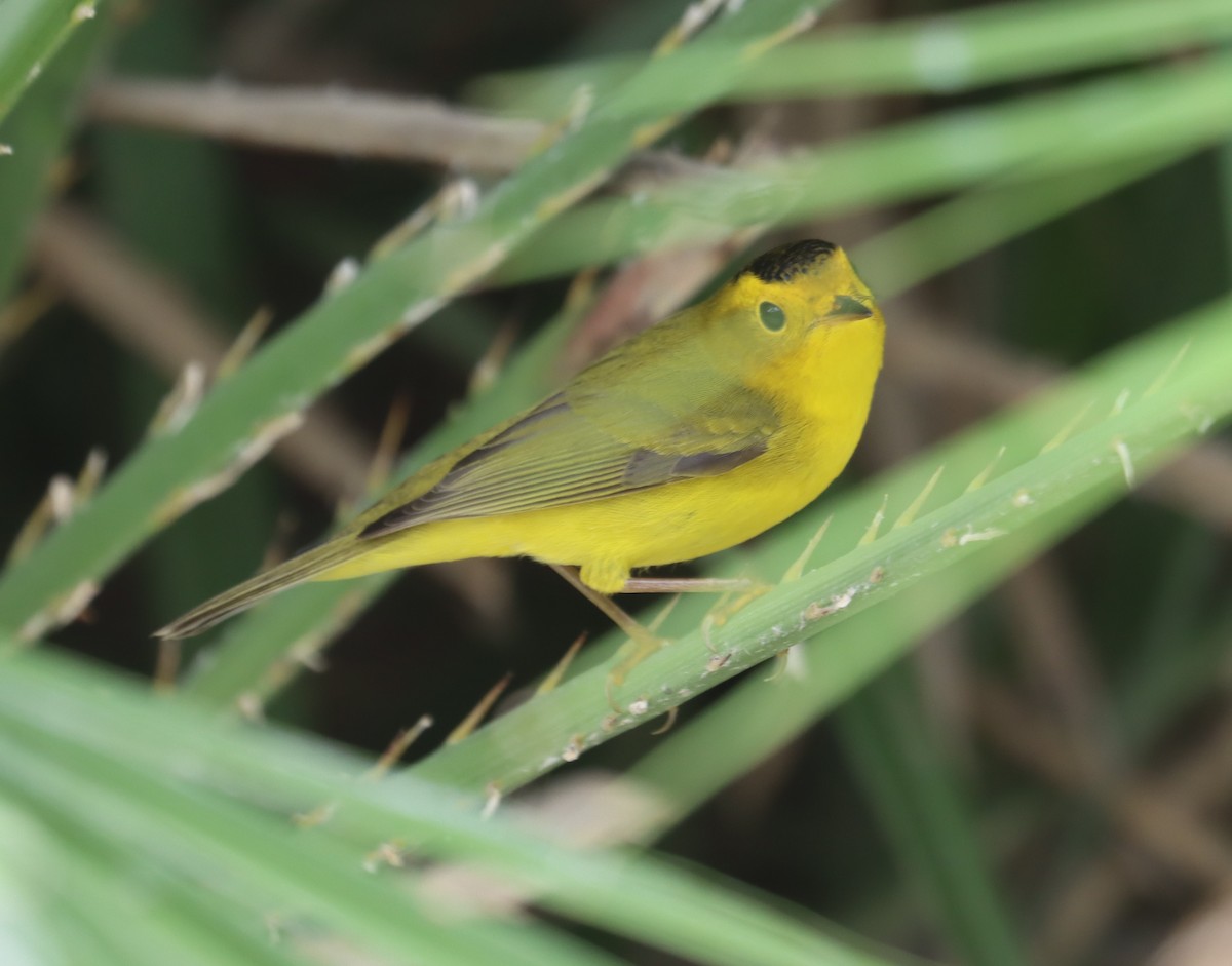 Wilson's Warbler - ML633430856