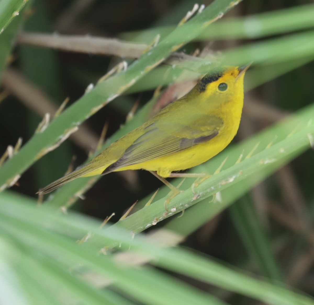 Wilson's Warbler - ML633430907