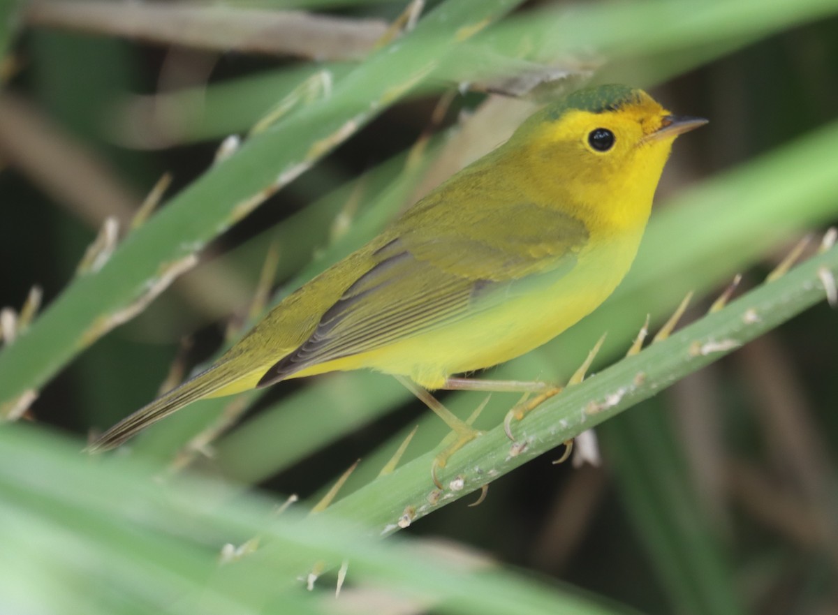 Wilson's Warbler - ML633430910