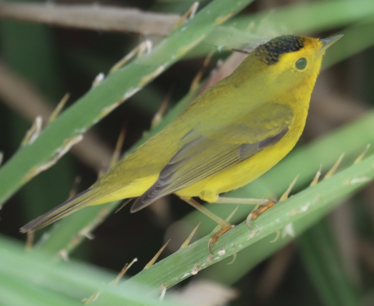 Wilson's Warbler - ML633430980
