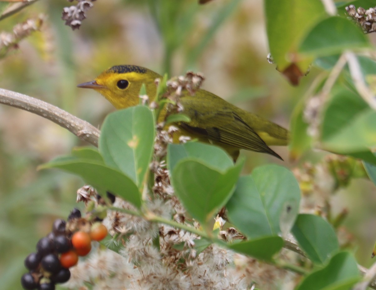 Wilson's Warbler - ML633430982