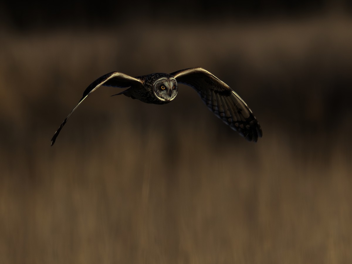 Short-eared Owl - ML633430986