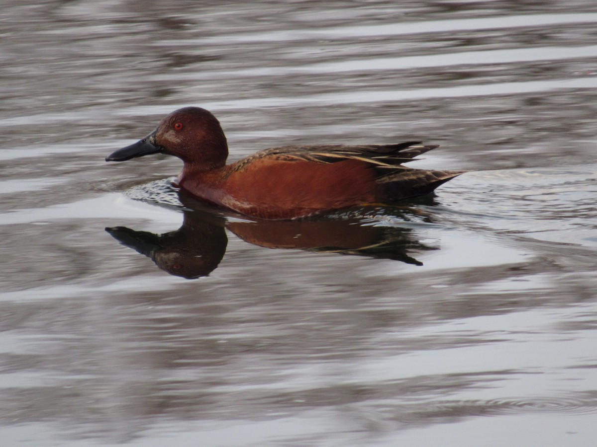 Cinnamon Teal - ML633431025