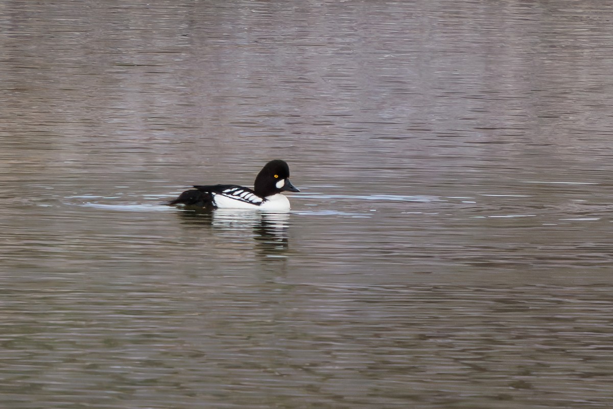 Common x Barrow's Goldeneye (hybrid) - ML633431137