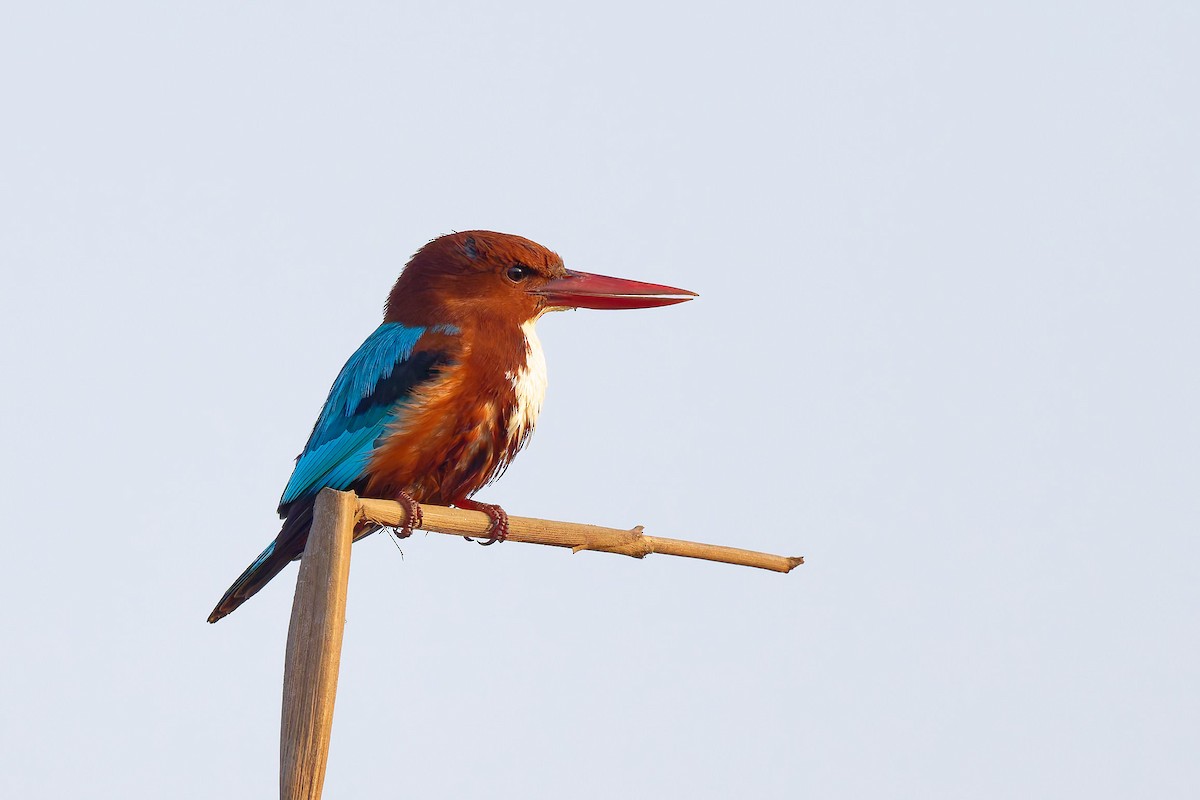 White-throated Kingfisher - ML633431171