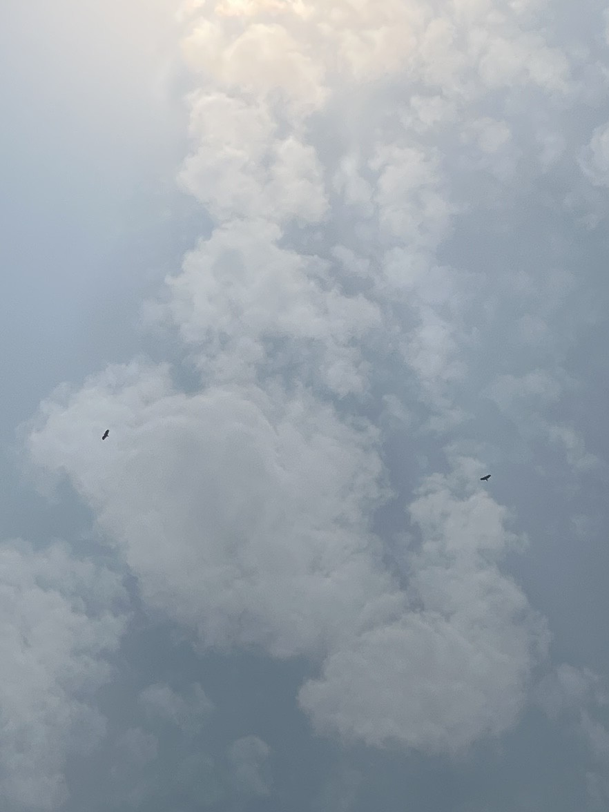 Crested Serpent-Eagle - ML633431202